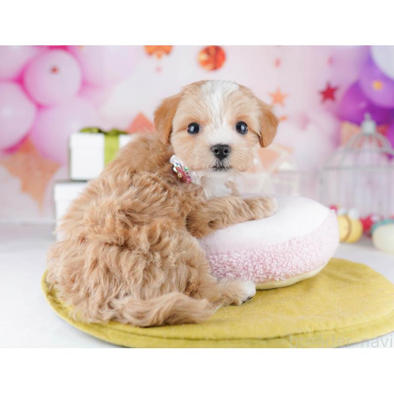 販売中の神奈川県のマルプー:マルチーズ×トイプードル-444523の11枚目