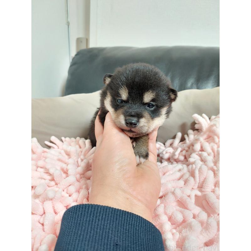 販売中の高知県の豆柴-440640の4枚目