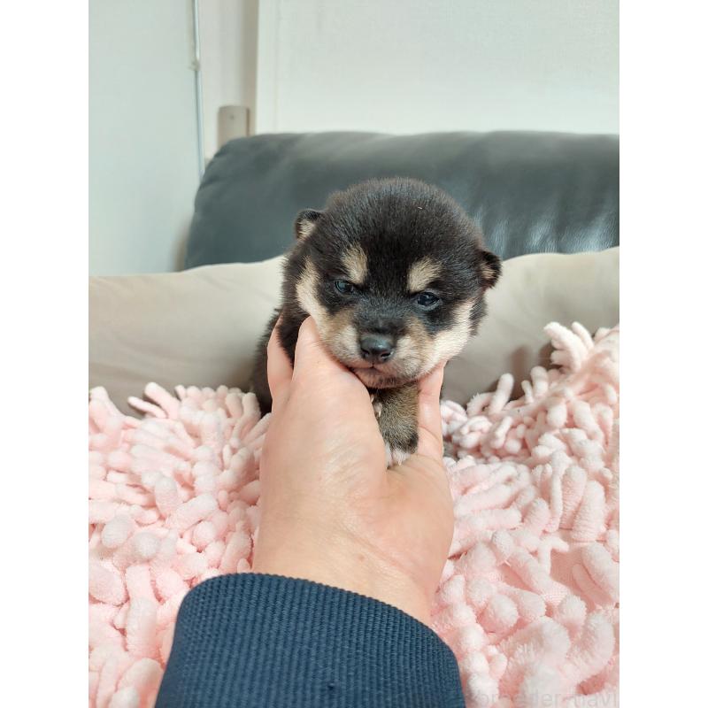 販売中の高知県の豆柴-440640の3枚目