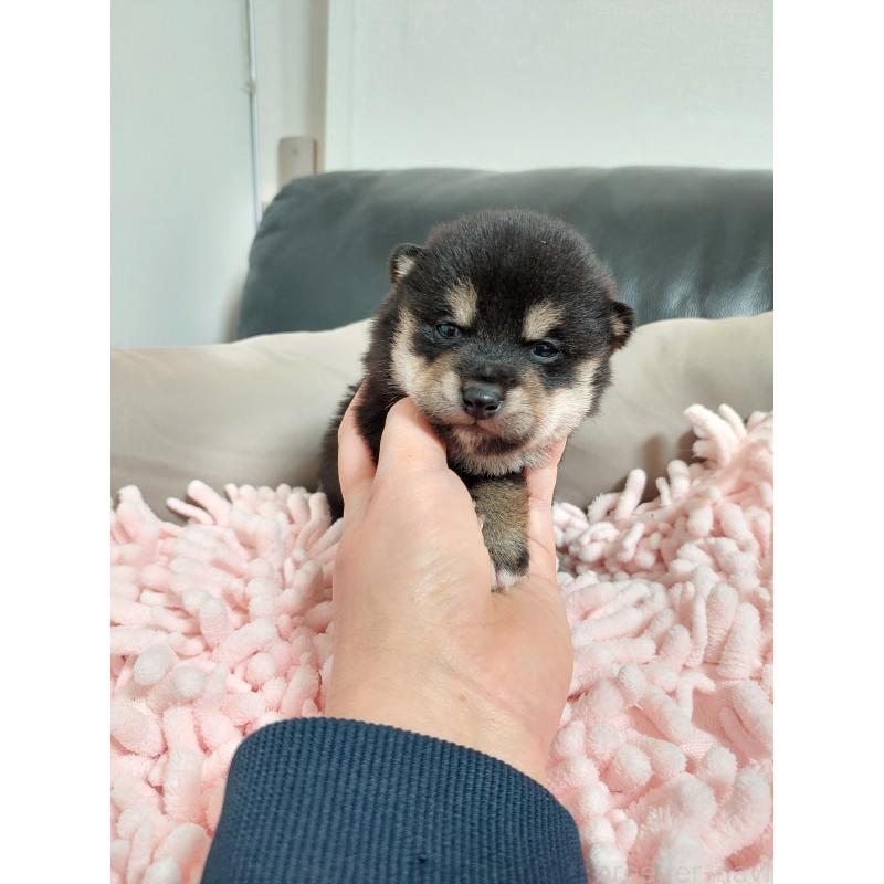 販売中の高知県の豆柴-440640の2枚目