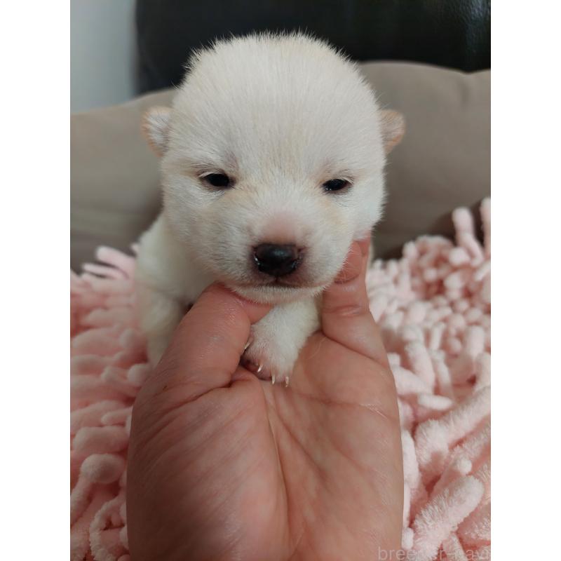 販売中の高知県の豆柴-440635の7枚目