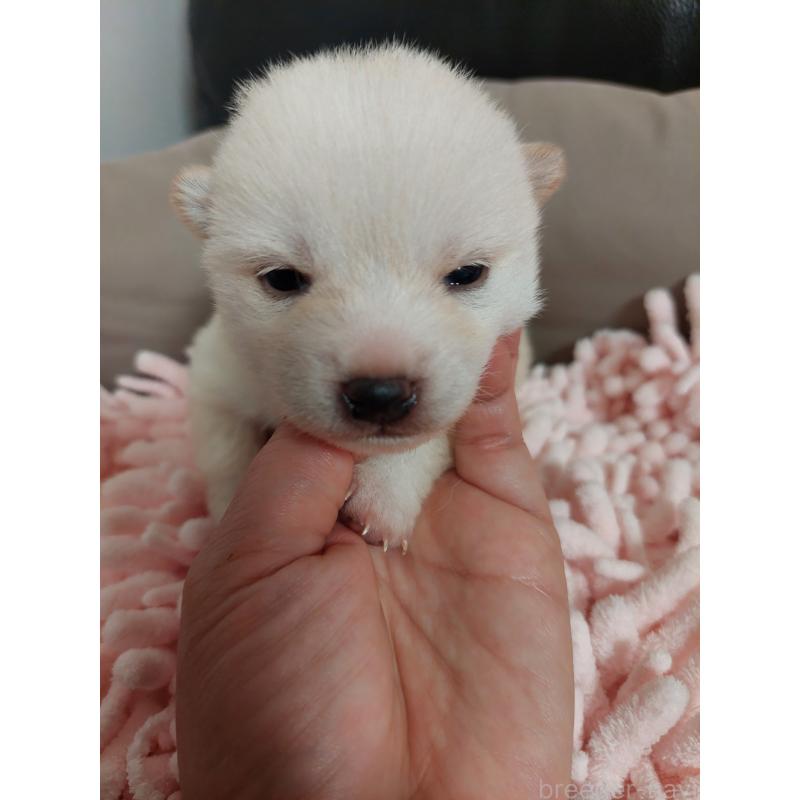 販売中の高知県の豆柴-440635の6枚目