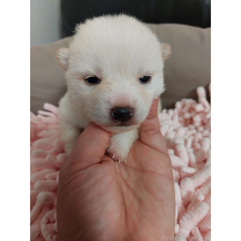 販売中の高知県の豆柴-440635の5枚目