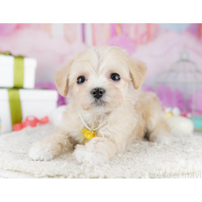 販売中の神奈川県のマルプー:マルチーズ×トイプードル-444525の15枚目