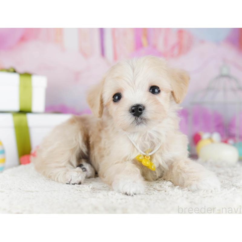 販売中の神奈川県のマルプー:マルチーズ×トイプードル-444525の14枚目