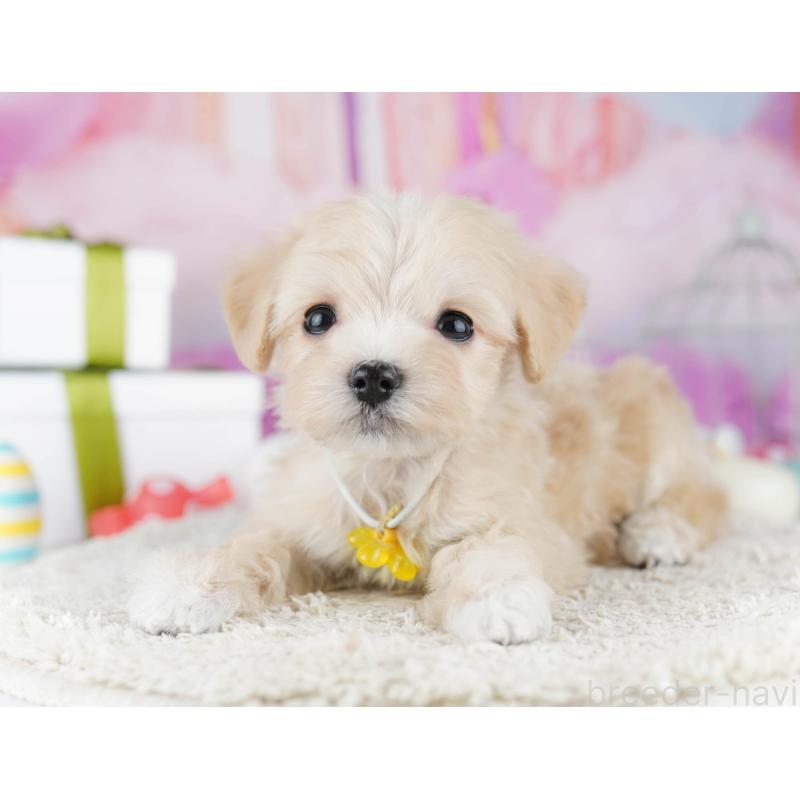 販売中の神奈川県のマルプー:マルチーズ×トイプードル-444525の13枚目