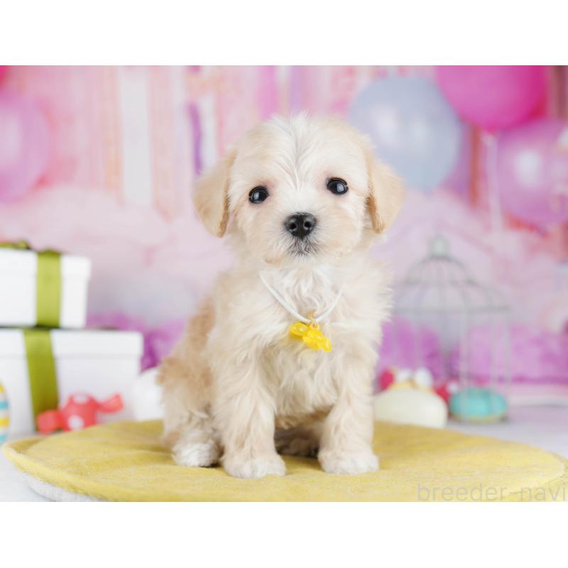 販売中の神奈川県のマルプー:マルチーズ×トイプードル-444525の11枚目