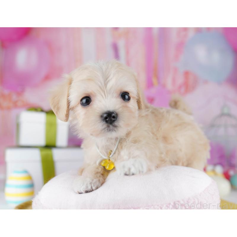 販売中の神奈川県のマルプー:マルチーズ×トイプードル-444525の10枚目