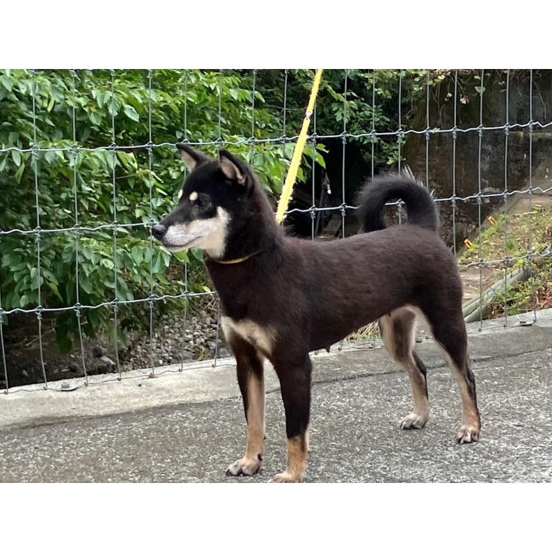販売中の山梨県の柴犬-444526の1枚目