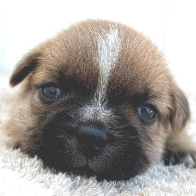 販売中の茨城県のミックス犬-442559