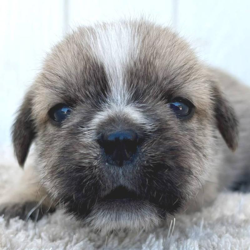 販売中の茨城県のミックス犬-442560