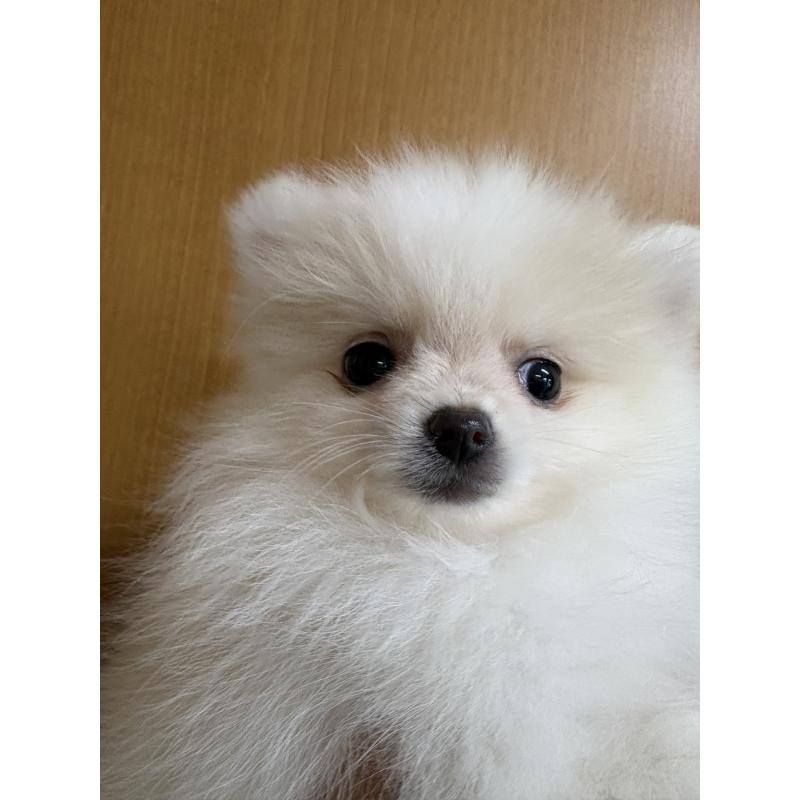 販売中の千葉県のポメラニアン-437102の5枚目