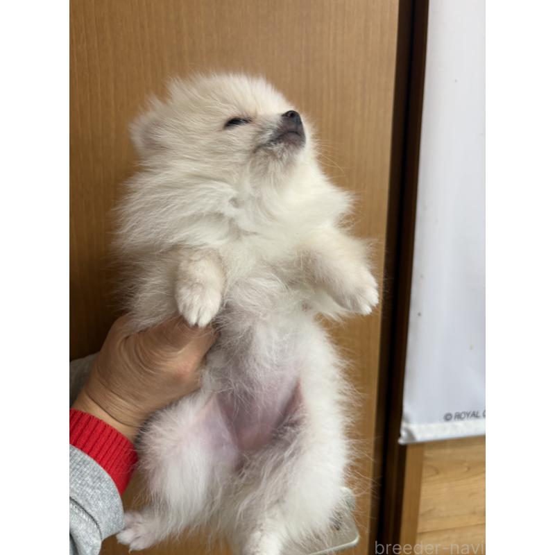 販売中の千葉県のポメラニアン-437102の4枚目