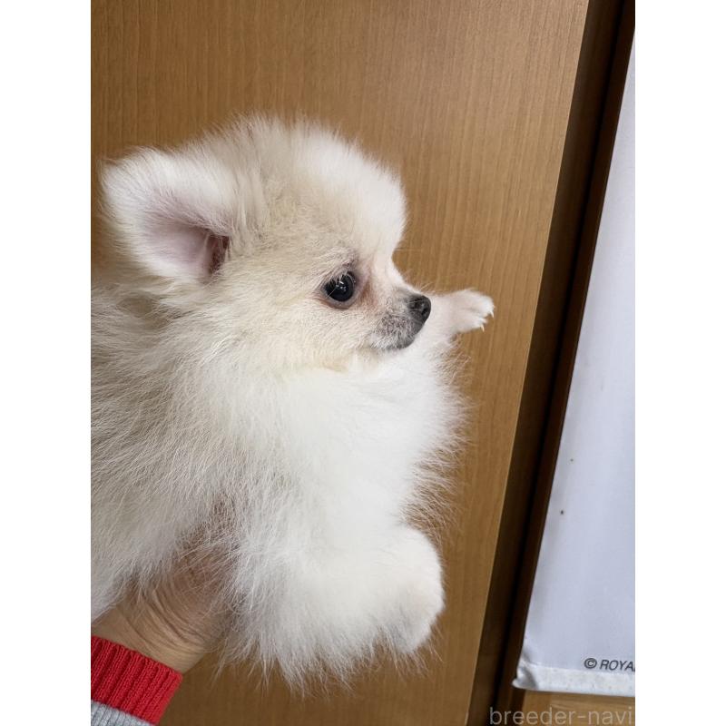 販売中の千葉県のポメラニアン-437102の2枚目
