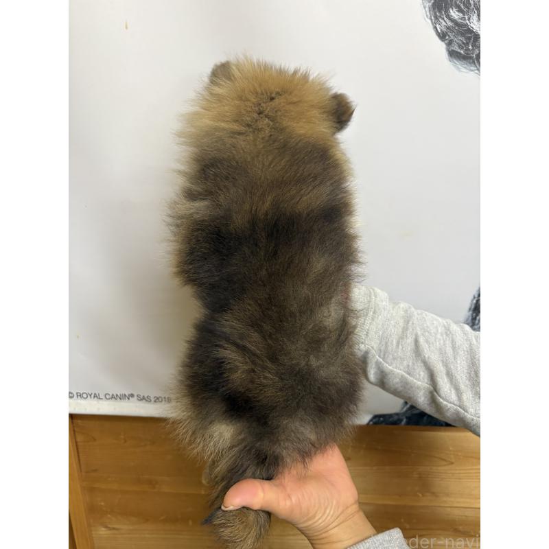 販売中の千葉県のポメラニアン-437101の3枚目