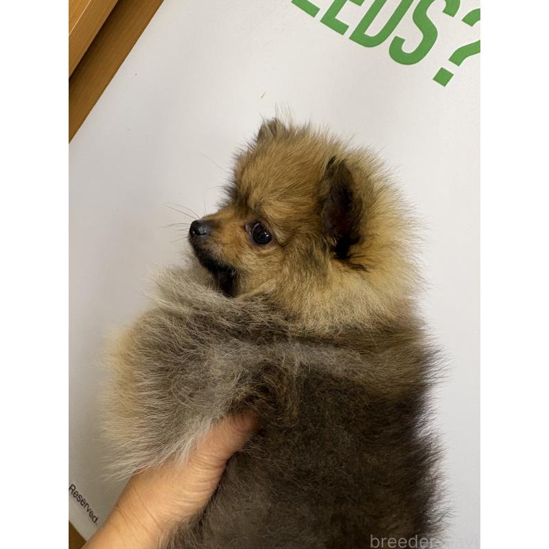 販売中の千葉県のポメラニアン-437101の2枚目