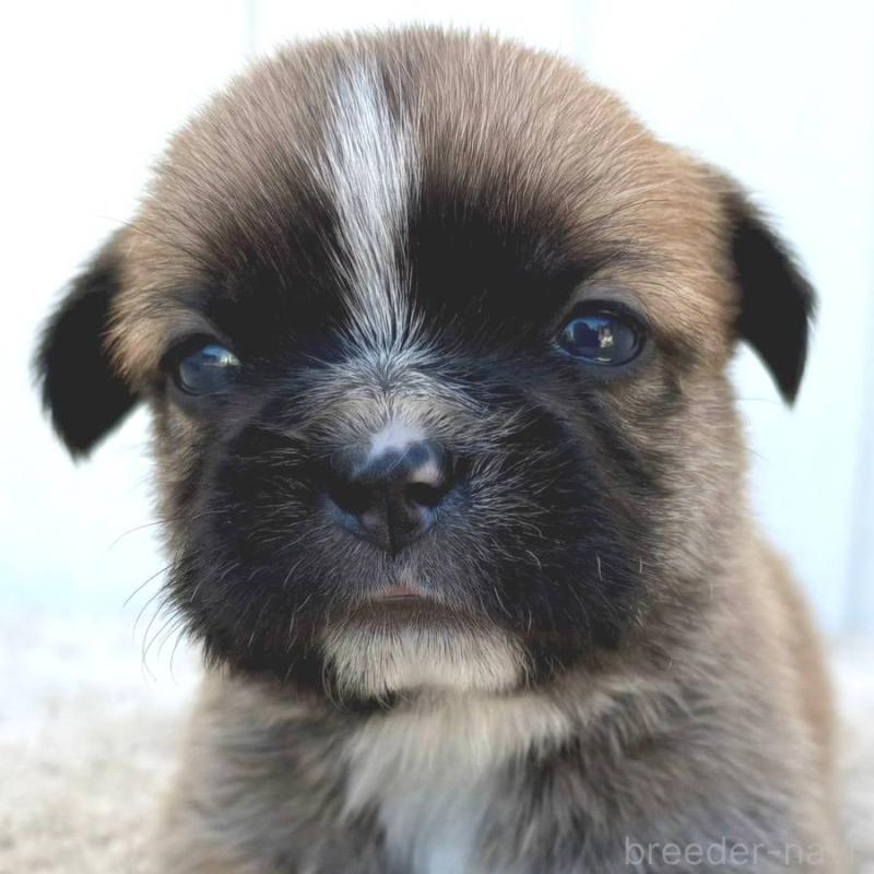 販売中の茨城県のミックス犬-442562