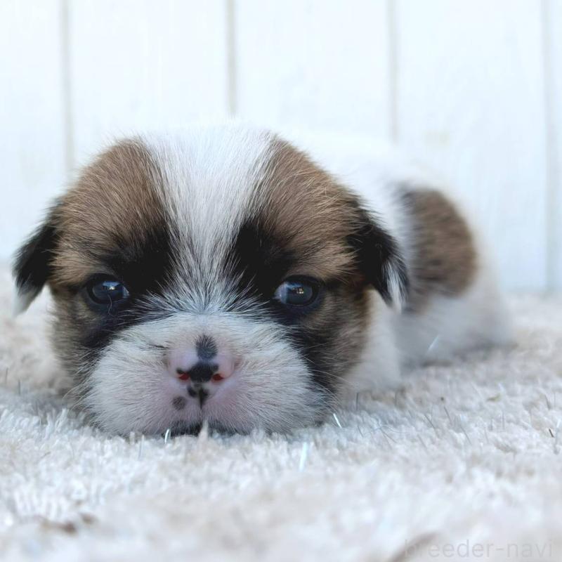 販売中の茨城県のミックス犬-442563