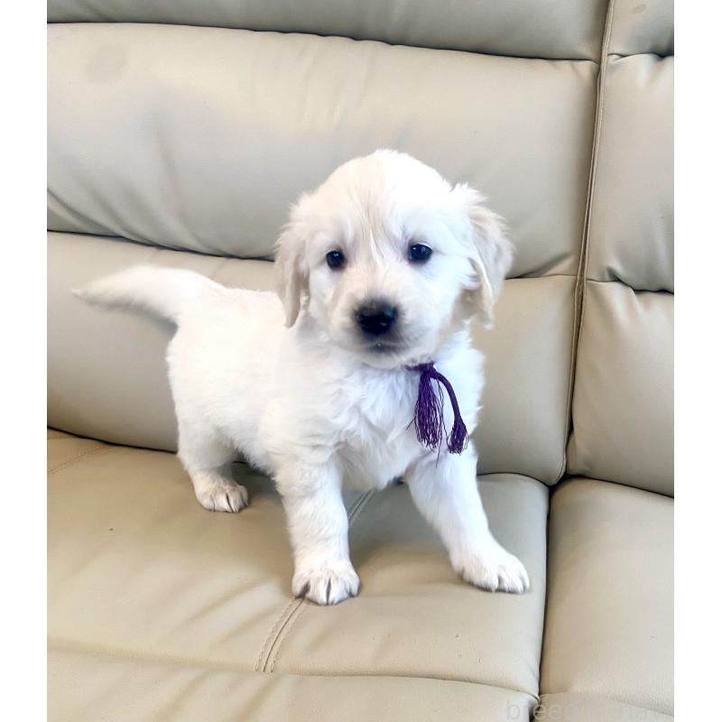 商談中の東京都のゴールデンレトリーバー-440375の50枚目