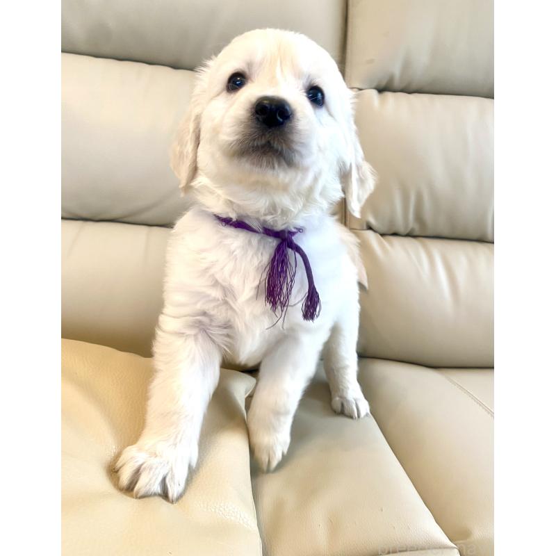 商談中の東京都のゴールデンレトリーバー-440375の49枚目