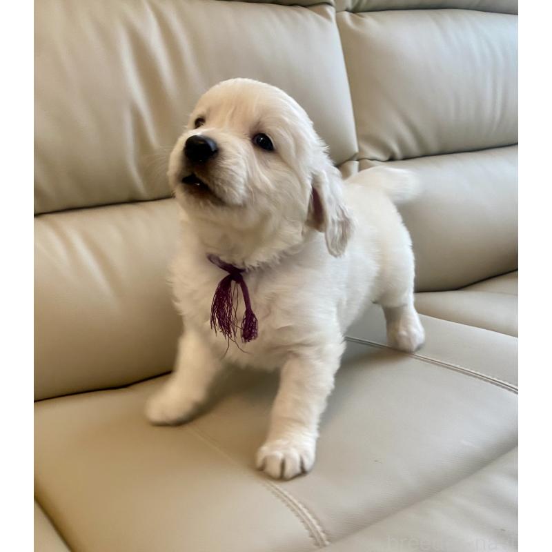 商談中の東京都のゴールデンレトリーバー-440375の48枚目