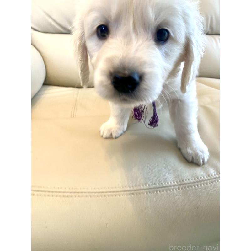 商談中の東京都のゴールデンレトリーバー-440375の47枚目