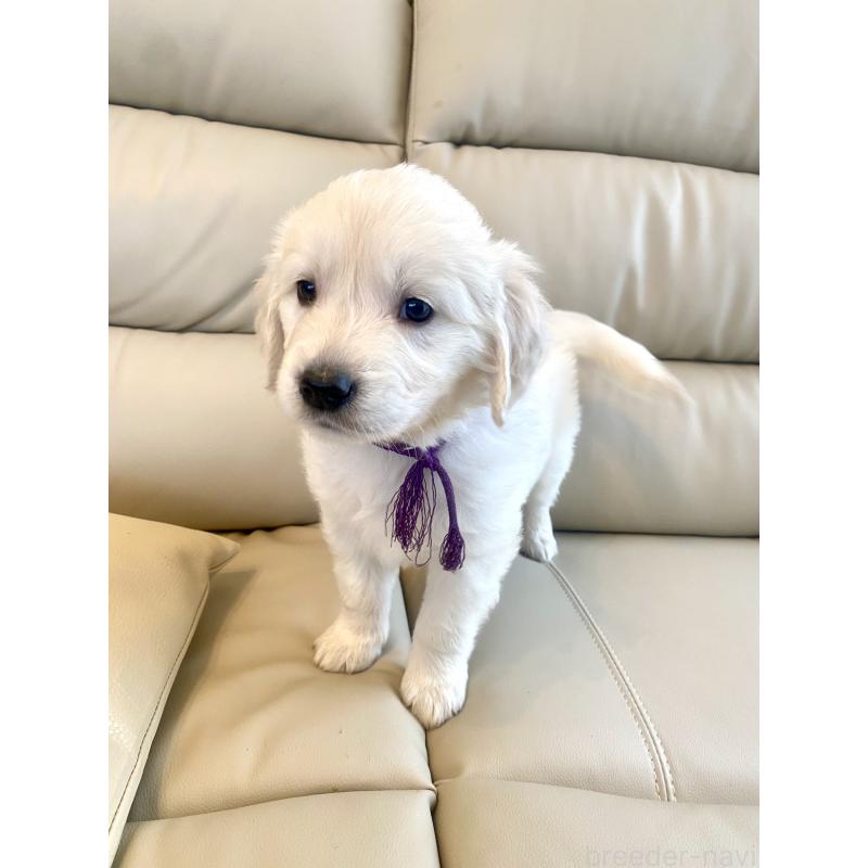 商談中の東京都のゴールデンレトリーバー-440375の46枚目