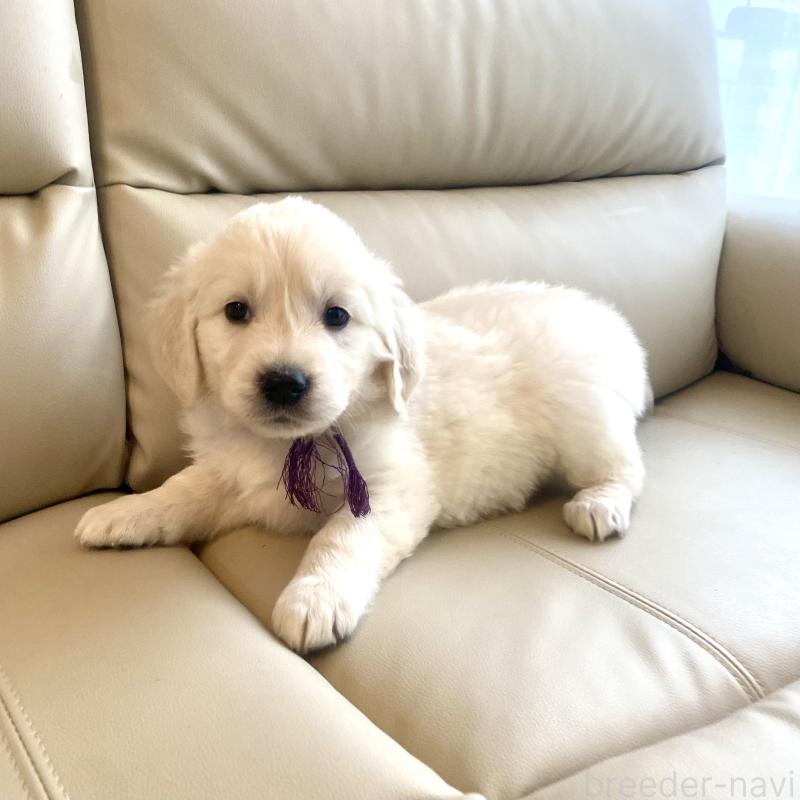 商談中の東京都のゴールデンレトリーバー-440375の45枚目