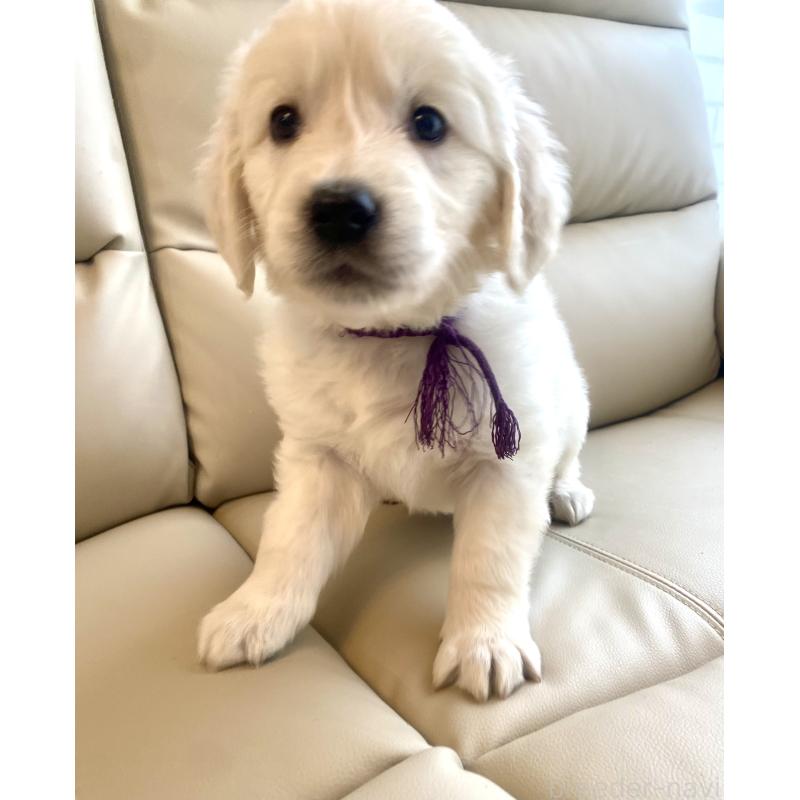 商談中の東京都のゴールデンレトリーバー-440375の44枚目