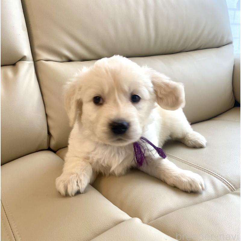 商談中の東京都のゴールデンレトリーバー-440375の43枚目