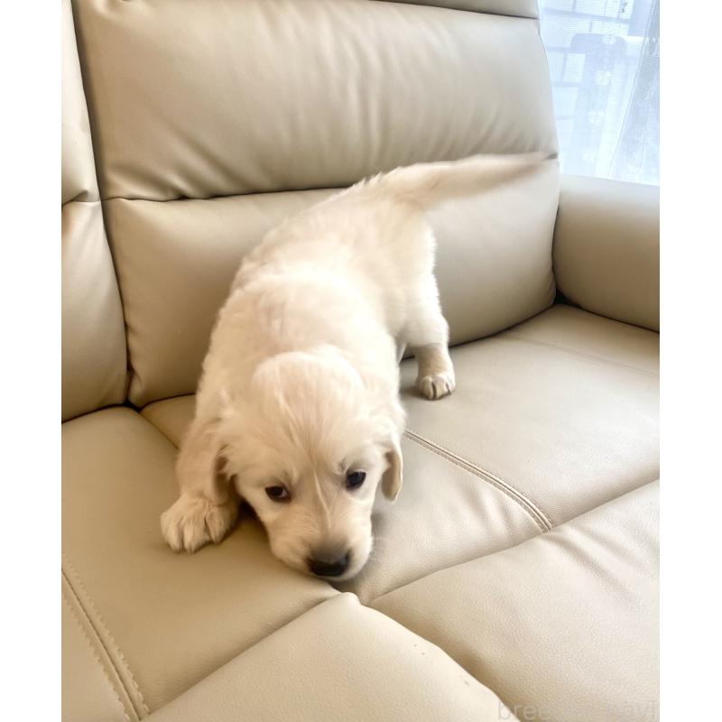 商談中の東京都のゴールデンレトリーバー-440375の42枚目