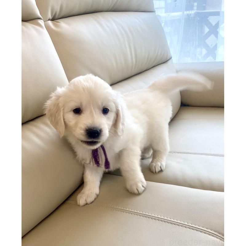 商談中の東京都のゴールデンレトリーバー-440375の41枚目