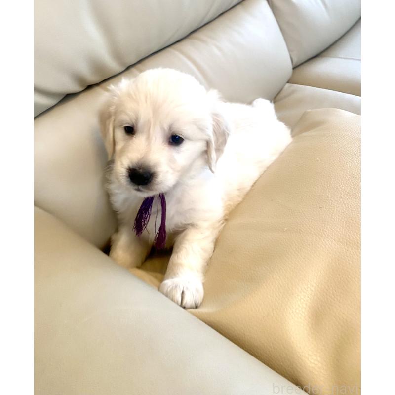 商談中の東京都のゴールデンレトリーバー-440375の40枚目