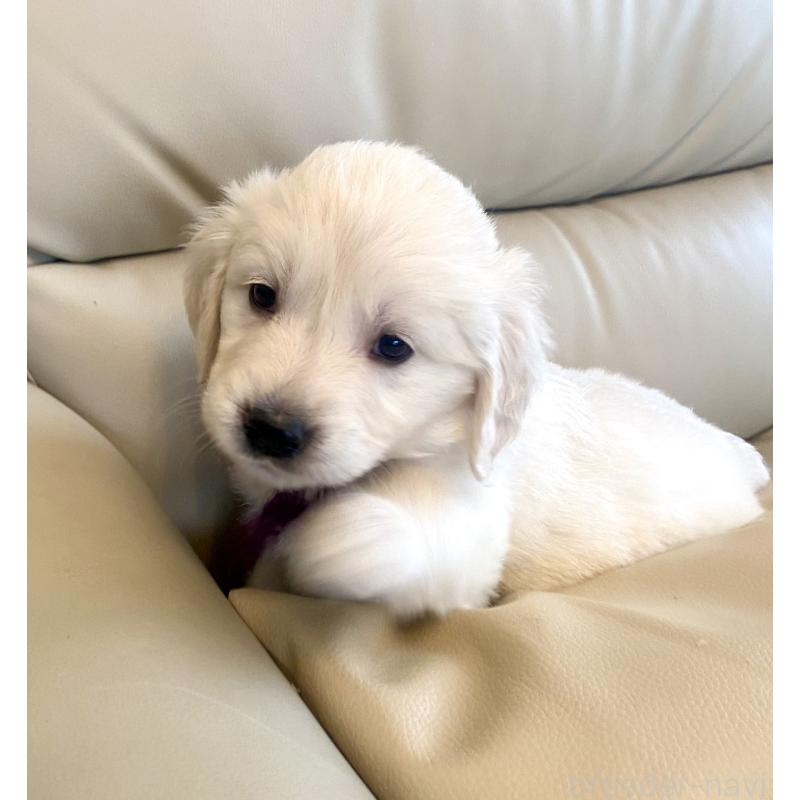 商談中の東京都のゴールデンレトリーバー-440375の39枚目