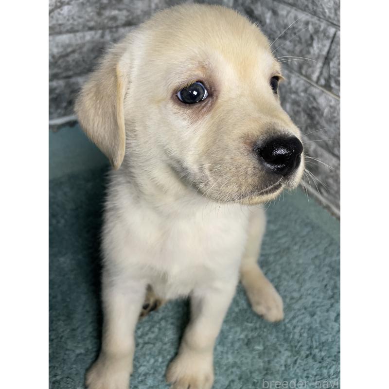 販売中の千葉県のラブラドールレトリーバー-440302の11枚目