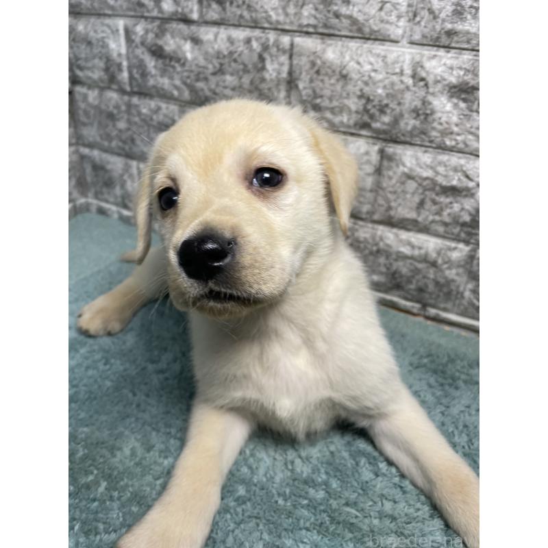 販売中の千葉県のラブラドールレトリーバー-440302の10枚目