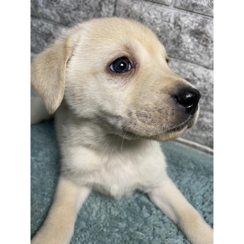 販売中の千葉県のラブラドールレトリーバー-440302