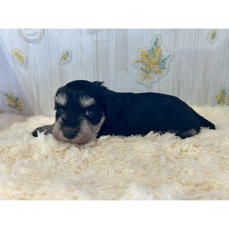 販売中の群馬県のミニチュアシュナウザー-444527の4枚目