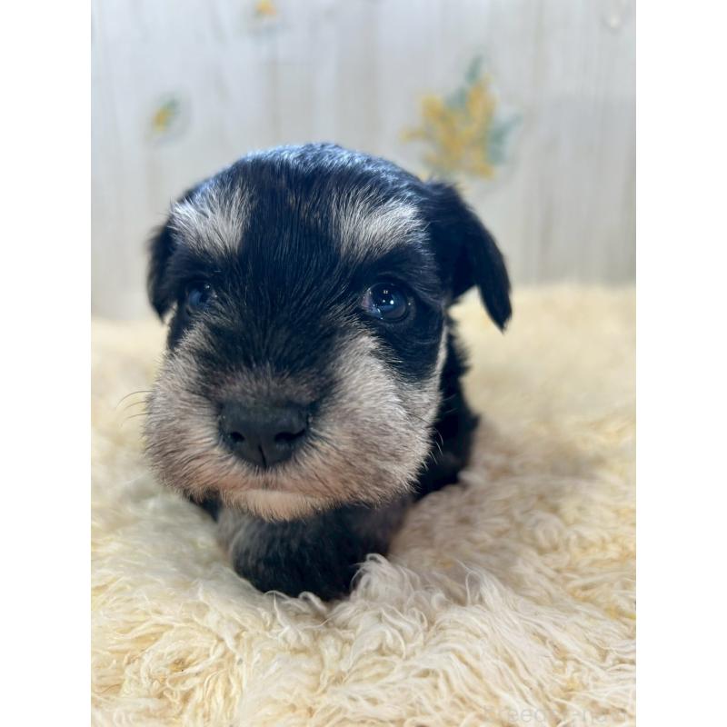 販売中の群馬県のミニチュアシュナウザー-444527