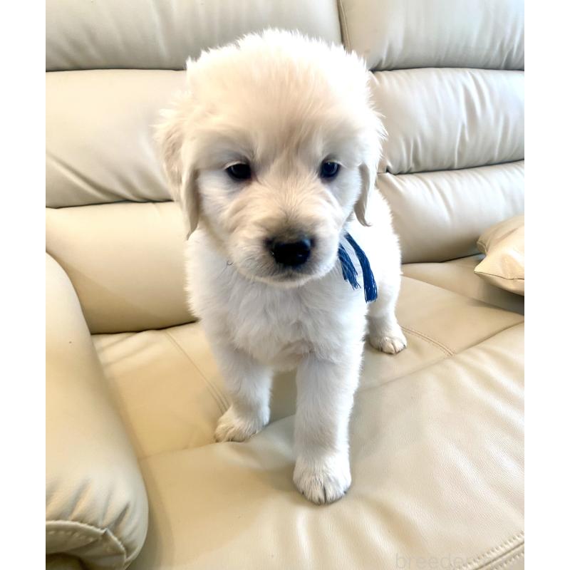 販売中の東京都のゴールデンレトリーバー-440367