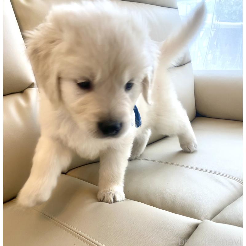 販売中の東京都のゴールデンレトリーバー-440367の52枚目