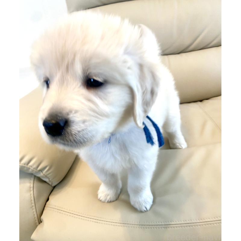 販売中の東京都のゴールデンレトリーバー-440367の51枚目