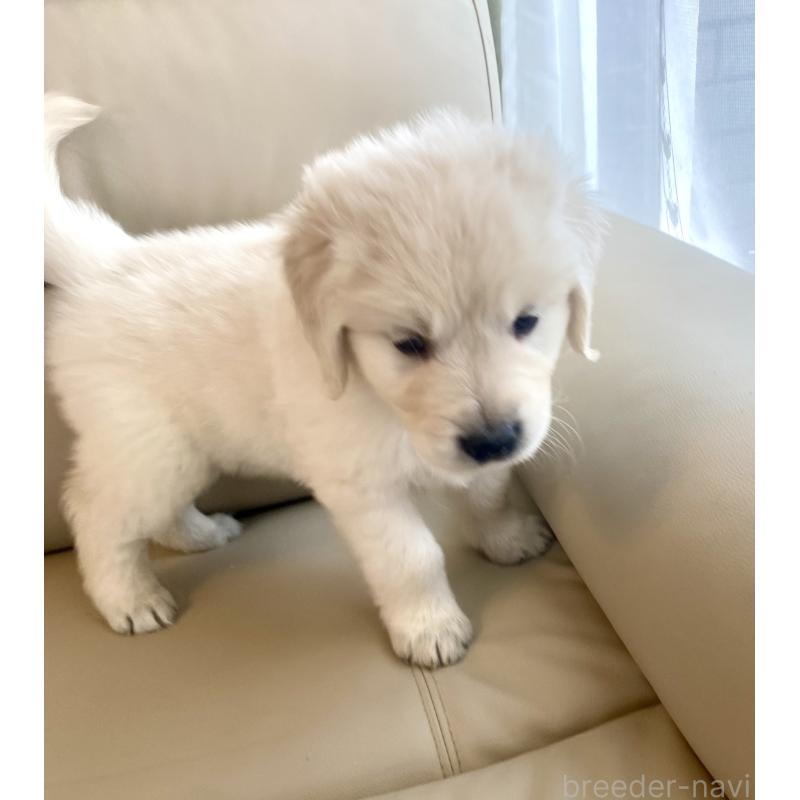 販売中の東京都のゴールデンレトリーバー-440367の50枚目