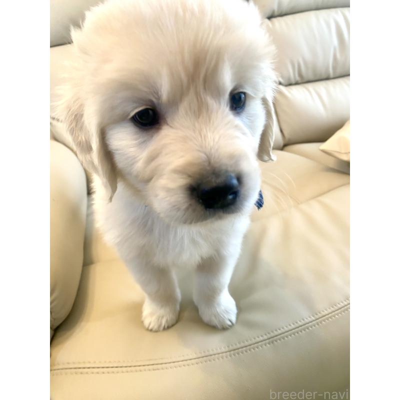 販売中の東京都のゴールデンレトリーバー-440367の49枚目