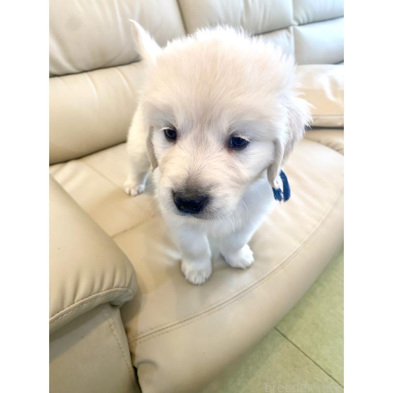 販売中の東京都のゴールデンレトリーバー-440367の48枚目