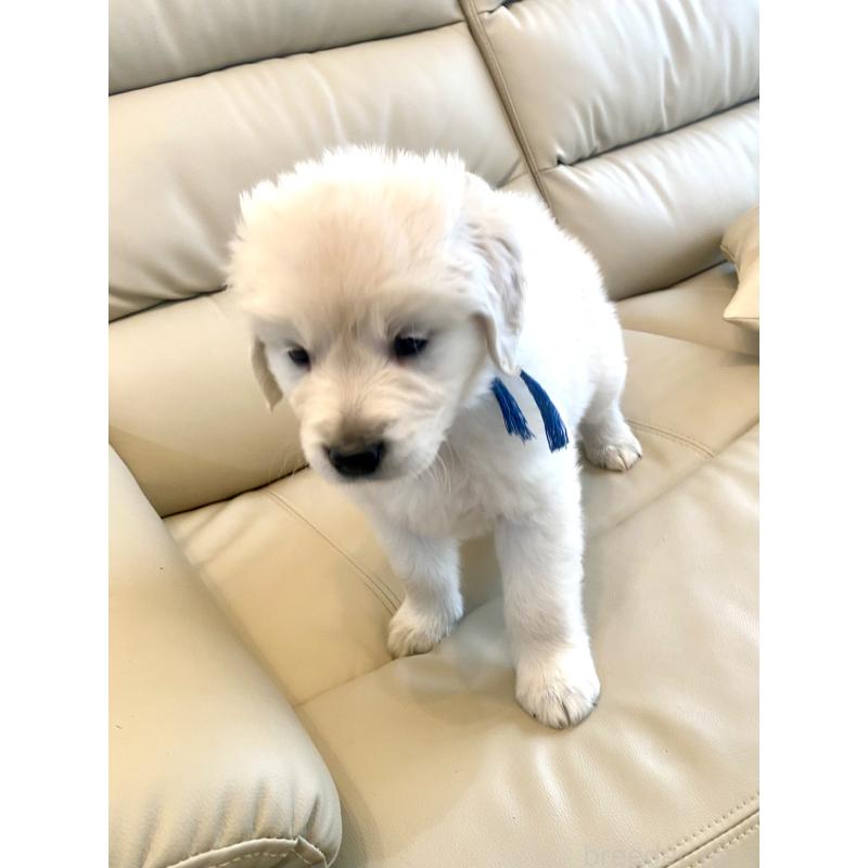 販売中の東京都のゴールデンレトリーバー-440367の47枚目