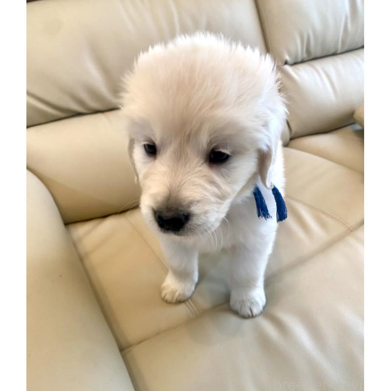 販売中の東京都のゴールデンレトリーバー-440367の46枚目