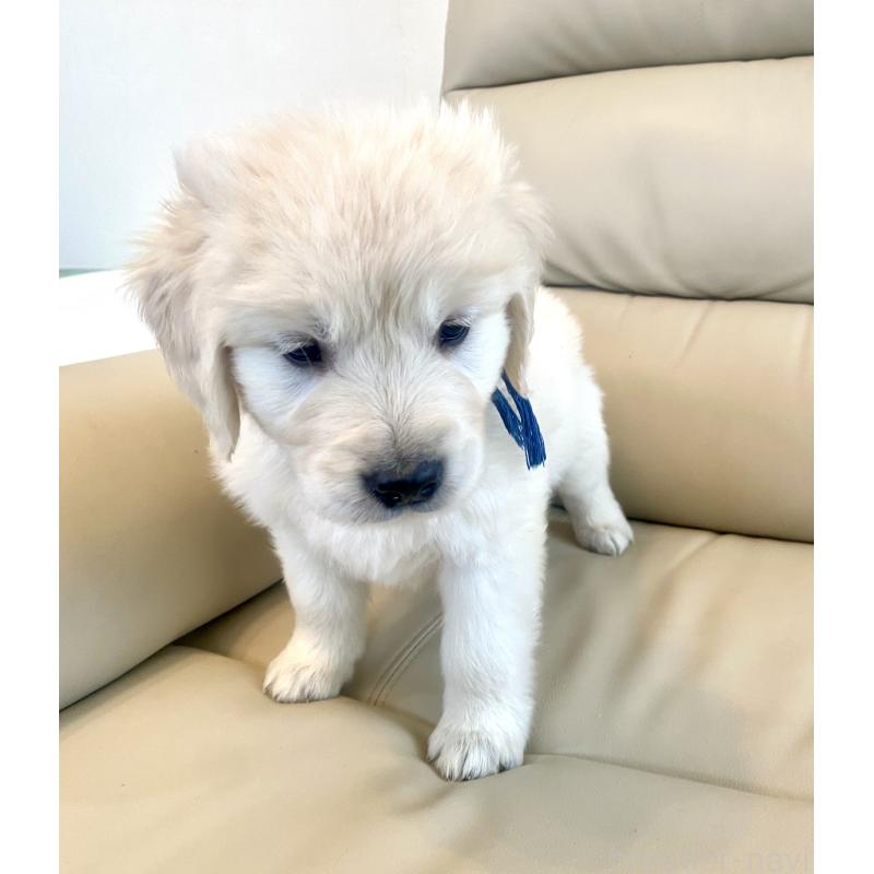 販売中の東京都のゴールデンレトリーバー-440367の45枚目