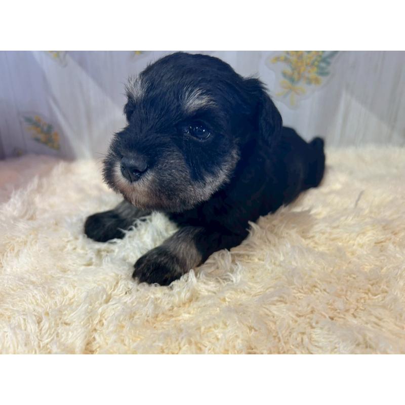 販売中の群馬県のミニチュアシュナウザー-444528の3枚目