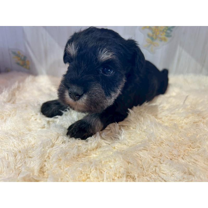 販売中の群馬県のミニチュアシュナウザー-444528の2枚目